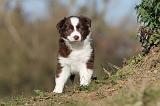BERGER AUSTRALIEN PUPPIES 249